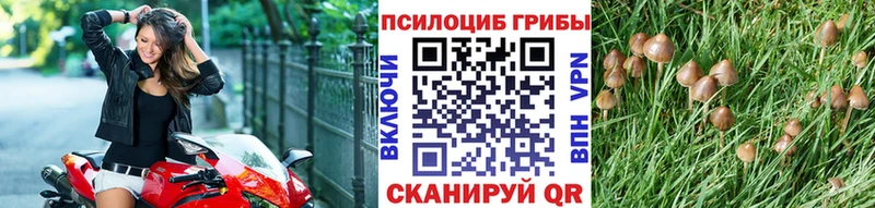 Псилоцибиновые грибы Magic Shrooms где купить Мончегорск